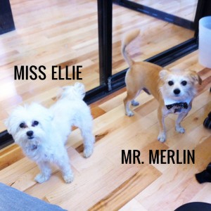 Miss Ellie & Mr. Merlin (Photo courtesy of Nami M. Scott: Medium Enthusiast)