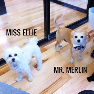 Miss Ellie & Mr. Merlin (Photo courtesy of Nami M. Scott: Medium Enthusiast) Miss Ellie & Mr. Merlin (Photo courtesy of Nami M. Scott: Medium Enthusiast)